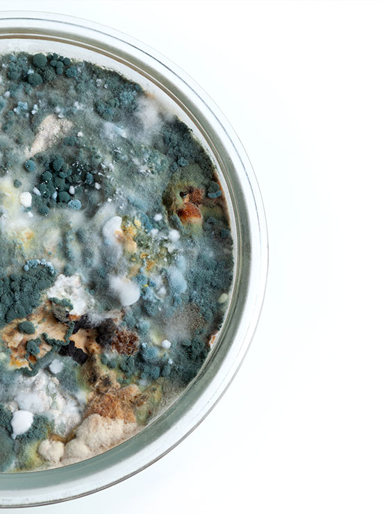 wat is zwarte schimmel