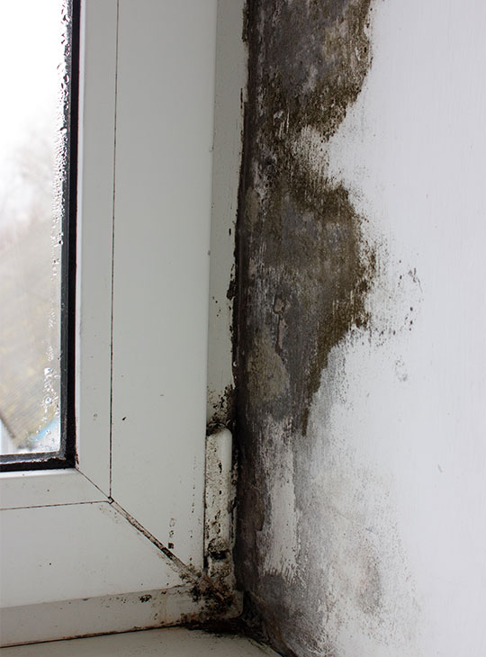 zwarte schimmel in huis