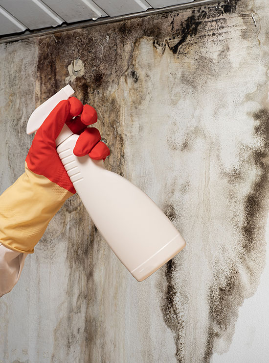 zwarte schimmel verwijderen